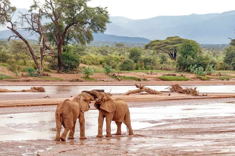 Olifanten in Samburu National Park